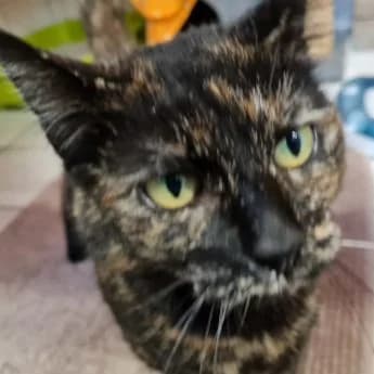 Bojana (Hofkatze), female senior Mixed Breed for adoption at Tierheim Speyer, Speyer