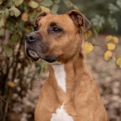 Tyson, male 7yo Mixed Breed for adoption at Tierheim Speyer, Speyer