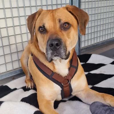 Ragnar, male 4yo Mixed Breed for adoption at Tierheim Speyer, Speyer