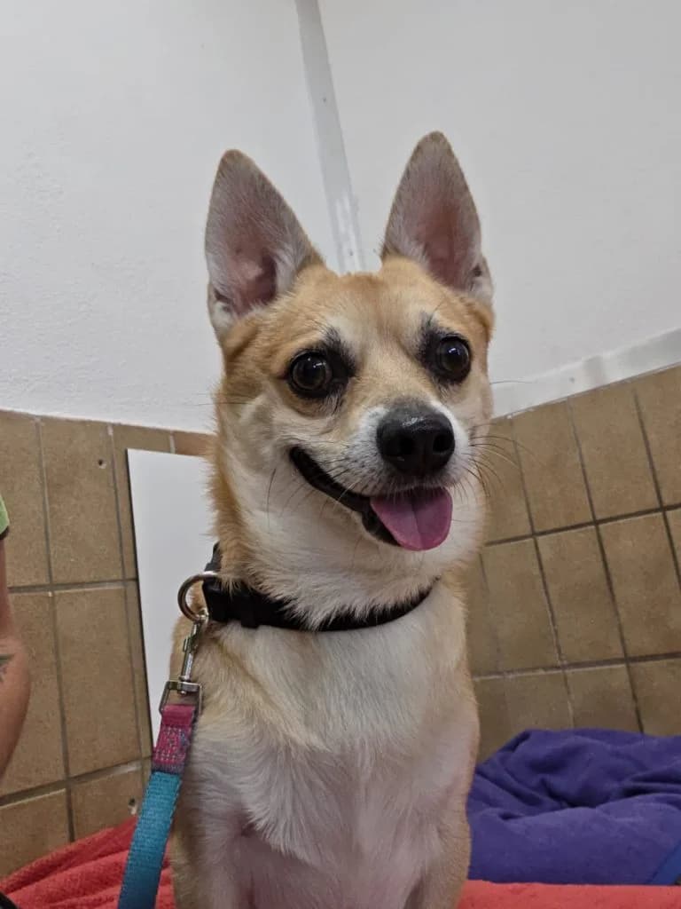 Pablo, male 4yo Mixed Breed for adoption at Tierheim Speyer, Speyer