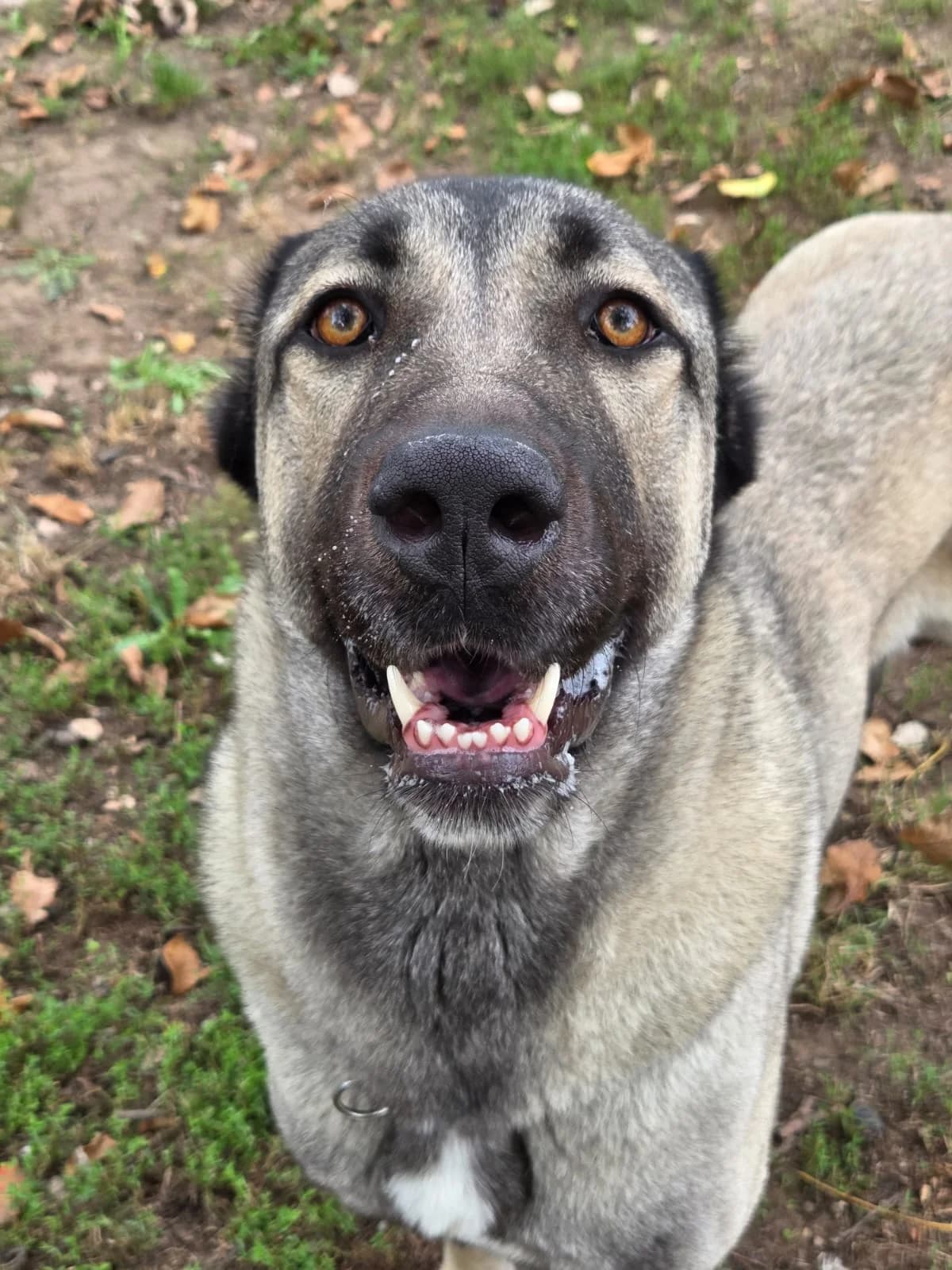 Rana, female young Mixed Breed for adoption at Tierheim Speyer, Speyer