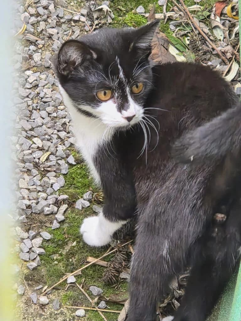Julia (Hofkatze), female young Mixed Breed for adoption at Tierheim Speyer, Speyer