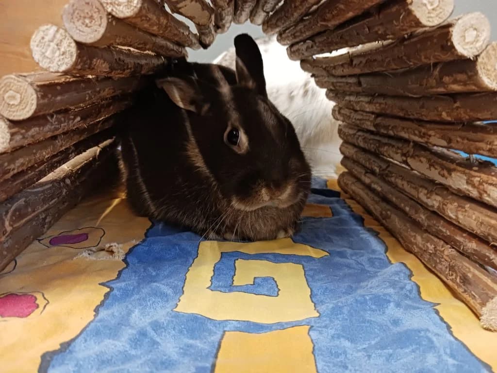 Ahri, female Mixed Breed for adoption at Tierheim Speyer, Speyer