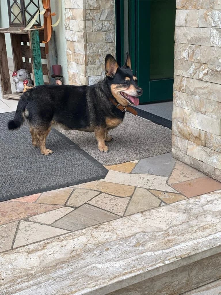 Lissy, female senior mixed breed for adoption at Tierheim Speyer, Speyer