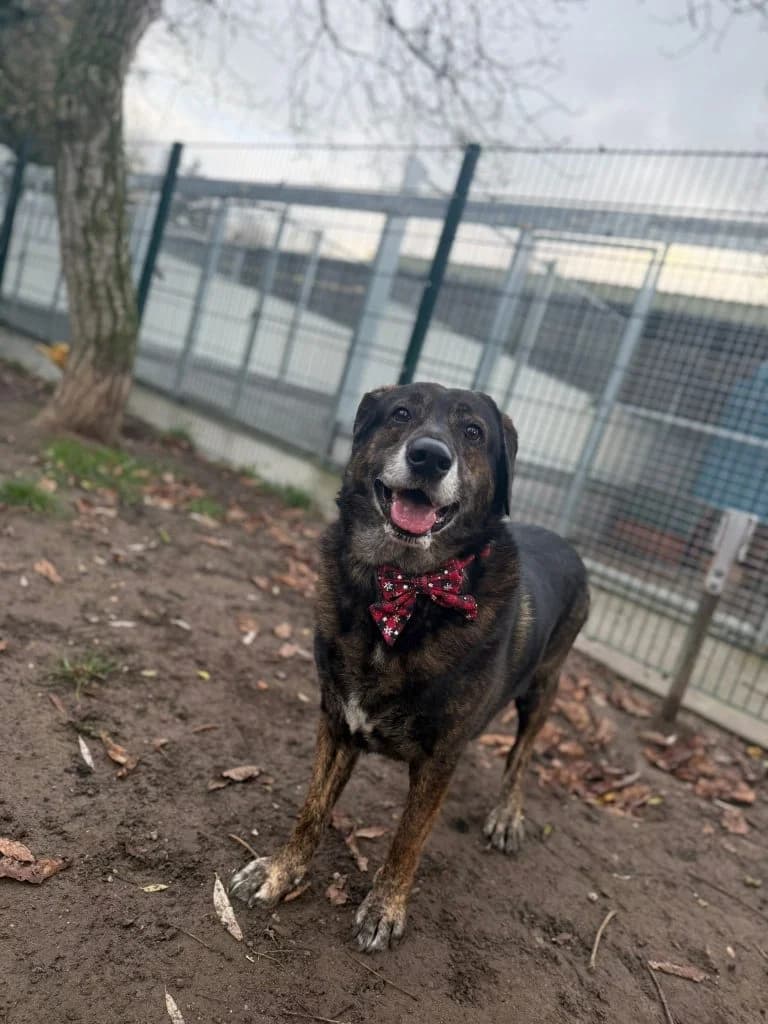 Sammy, senior Mixed Breed for adoption at Tierheim Speyer, Speyer