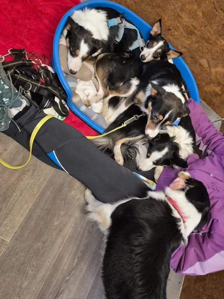 Cinderella, Mulan, Merida, Tiana, Belle,  young Mixed Breed for adoption at Tierheim Speyer, Speyer
