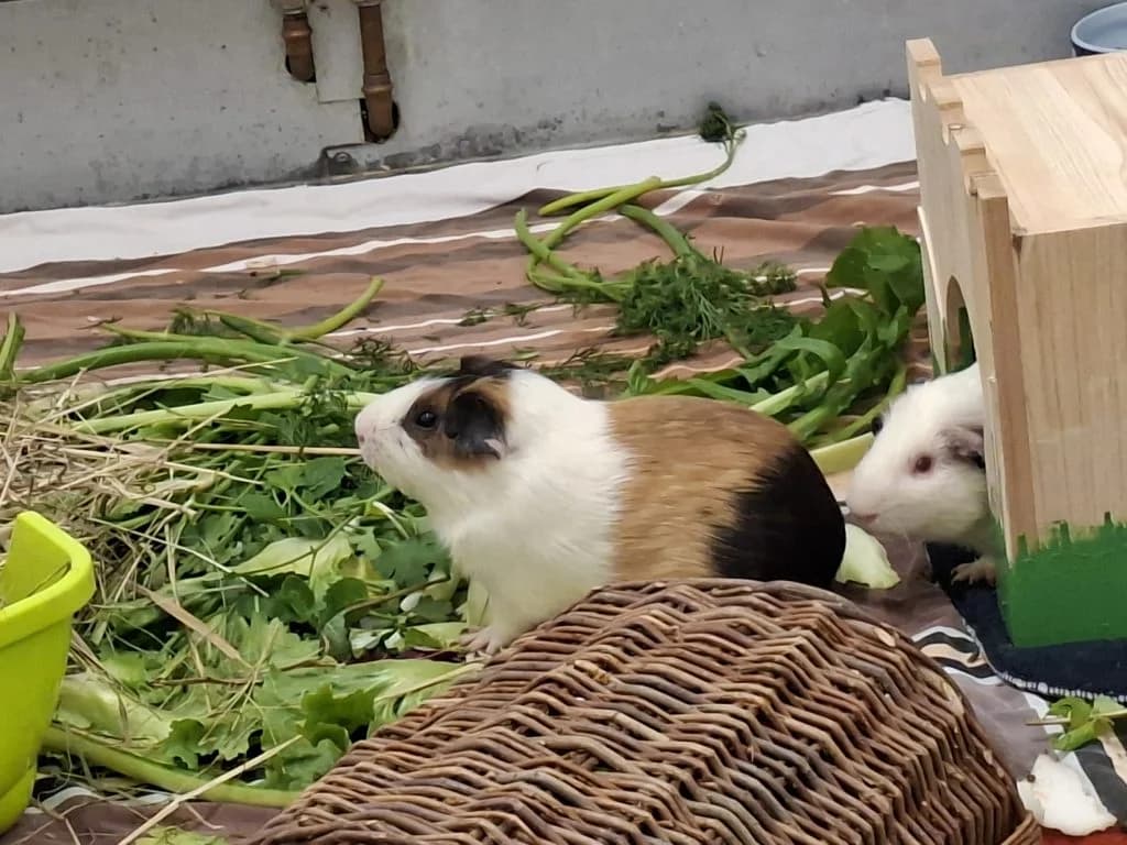 6x Meerschweinchen, male Mixed Breed for adoption at Tierheim Speyer, Speyer