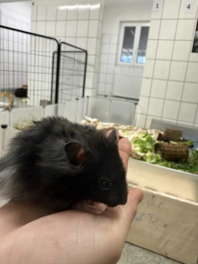 2 Hamster, Mixed Breed for adoption at Tierheim Speyer, Speyer
