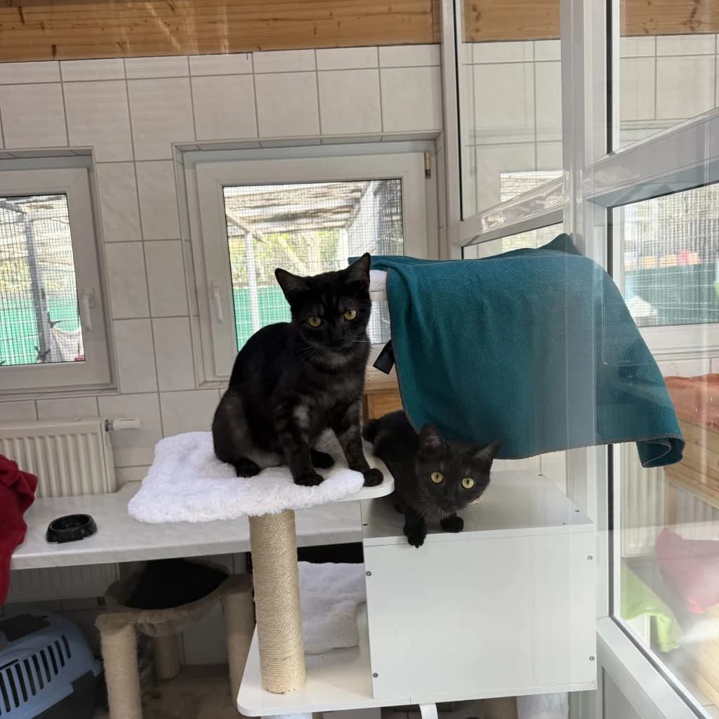 Eskel & Yennefer, male young Mixed Breed for adoption at Tierheim Speyer, Speyer