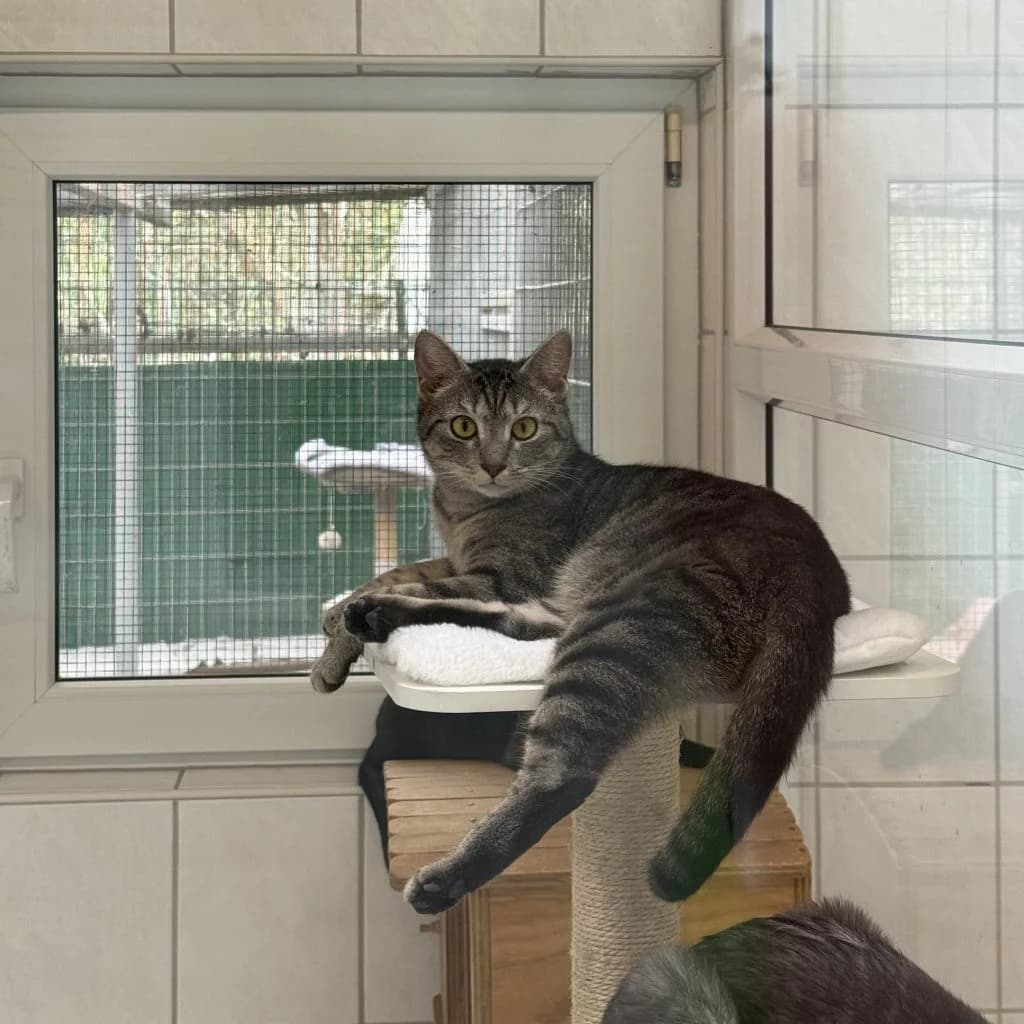 Cirilla, female young Mixed Breed for adoption at Tierheim Speyer, Speyer