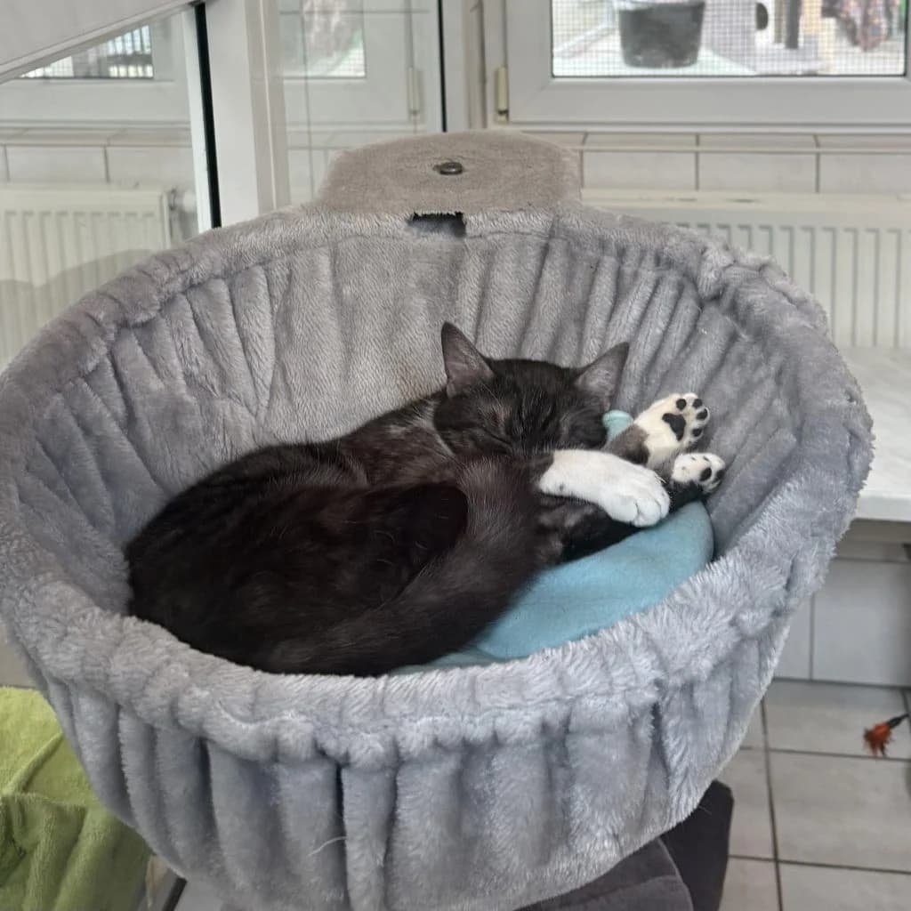Triss, female young Mixed Breed for adoption at Tierheim Speyer, Speyer