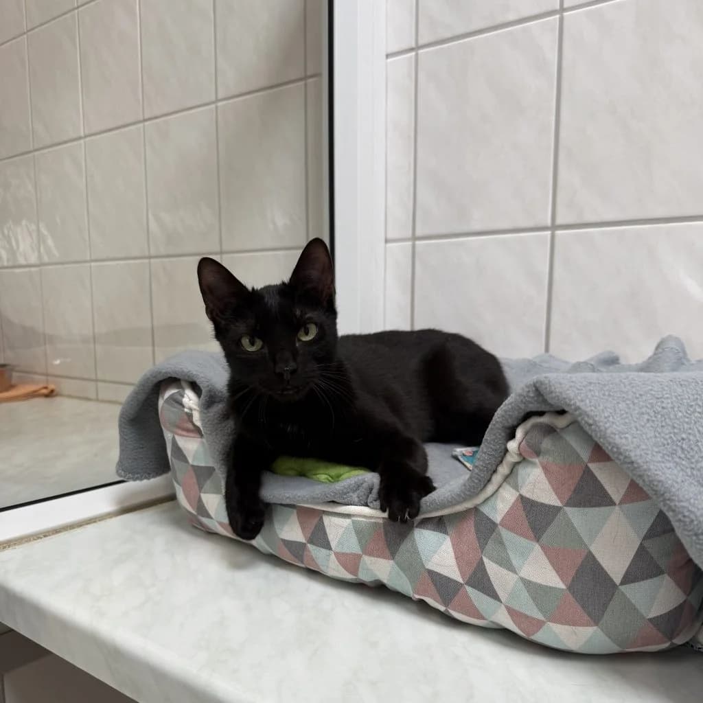 Susanne, female puppy Mixed Breed for adoption at Tierheim Speyer, Speyer