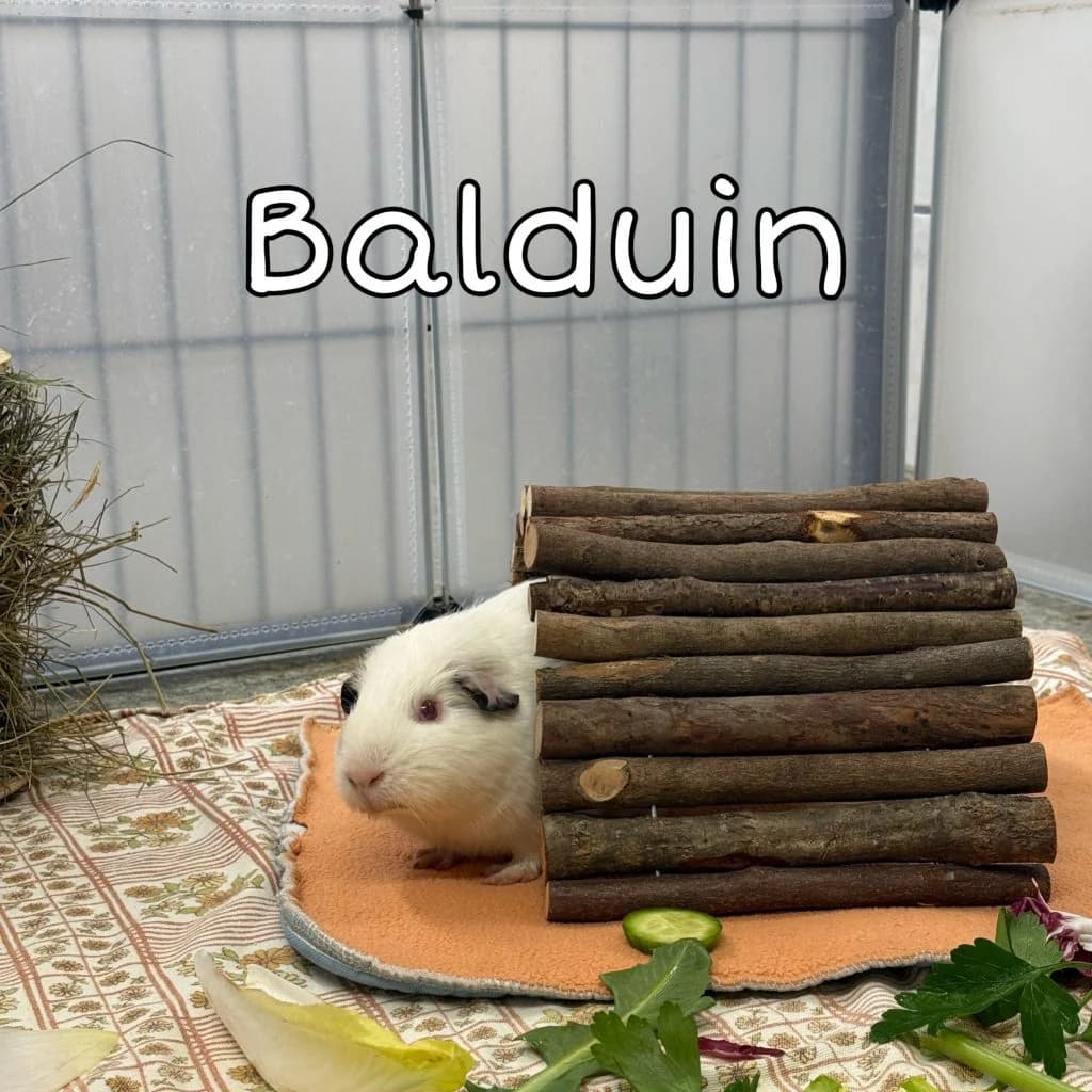 Balduin, male Mixed Breed for adoption at Tierheim Speyer, Speyer