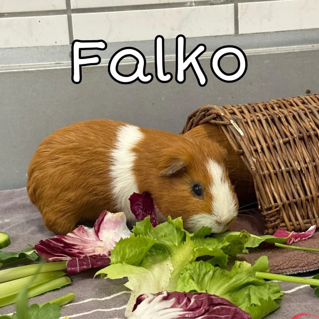 Falko, male Mixed Breed for adoption at Tierheim Speyer, Speyer