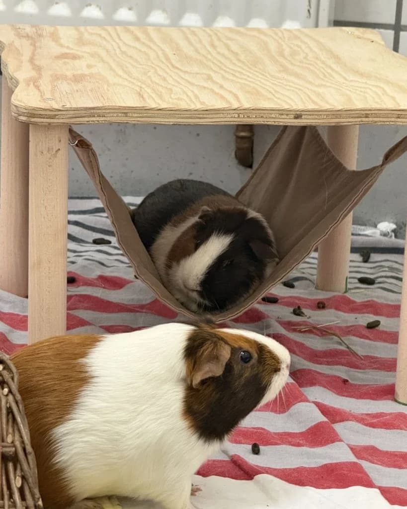 Ansgar, Gerd, Ferdinand & Konrad, male Mixed Breed for adoption at Tierheim Speyer, Speyer