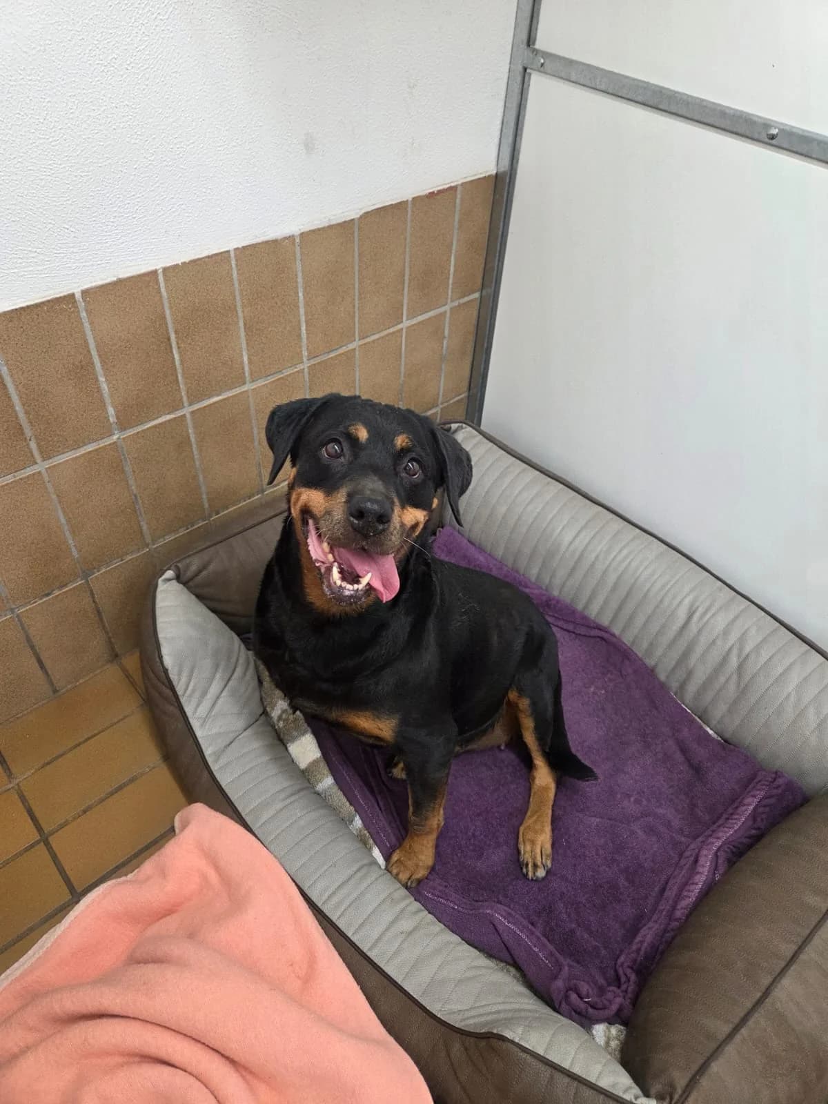 Cassis, female senior Mixed Breed for adoption at Tierheim Speyer, Speyer