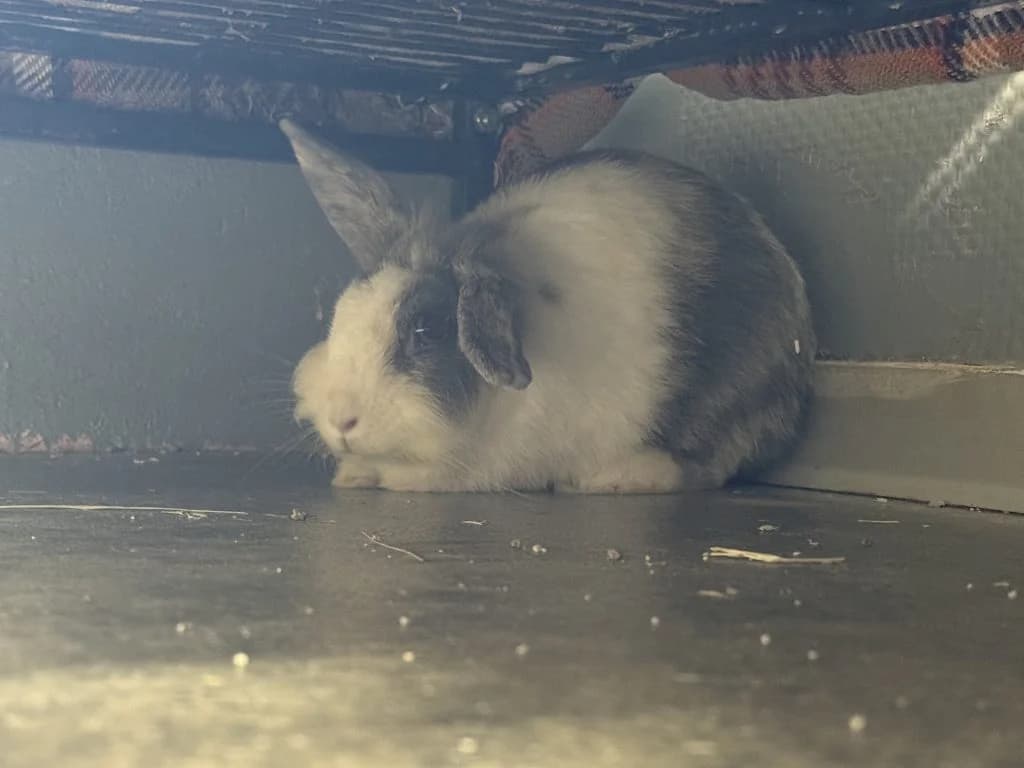 Uwiene, female Mixed Breed for adoption at Tierheim Speyer, Speyer