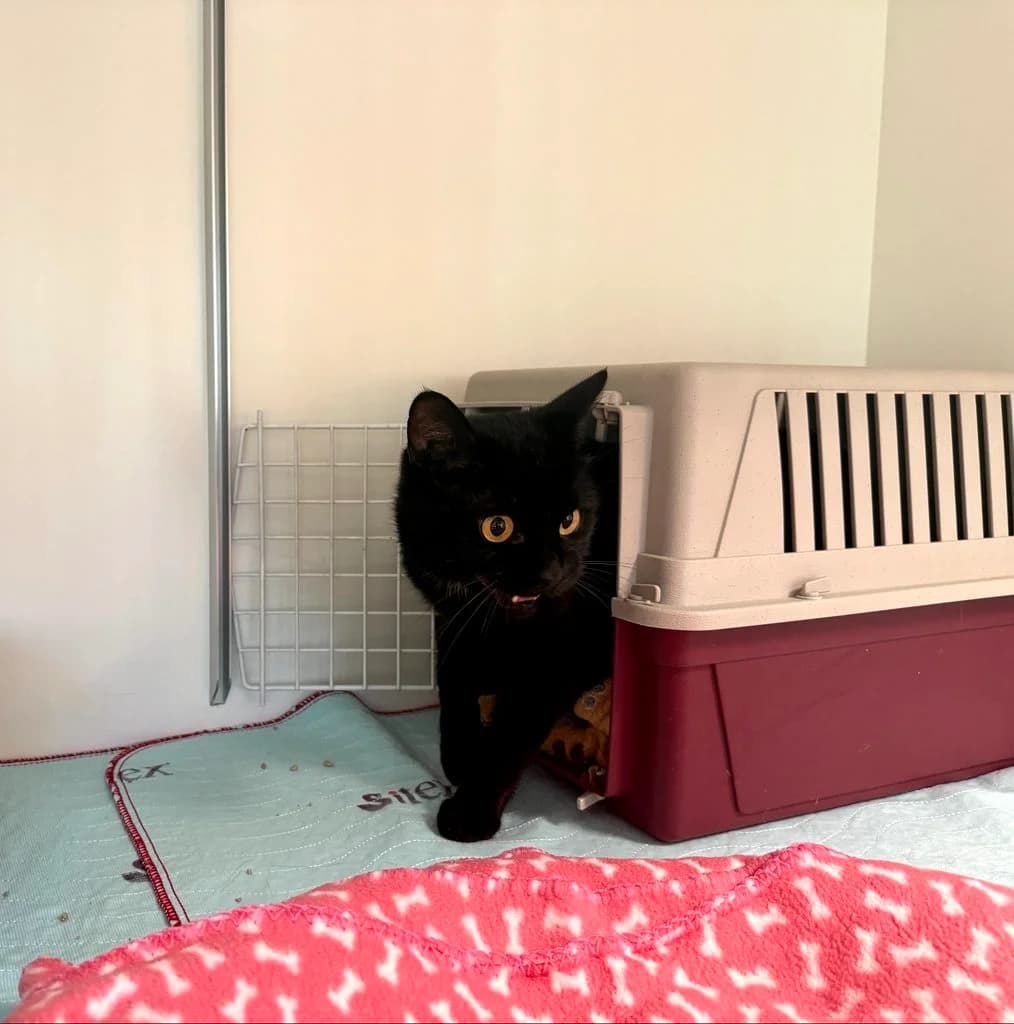 Nadine, female 3yo Mixed Breed for adoption at Tierheim Speyer, Speyer