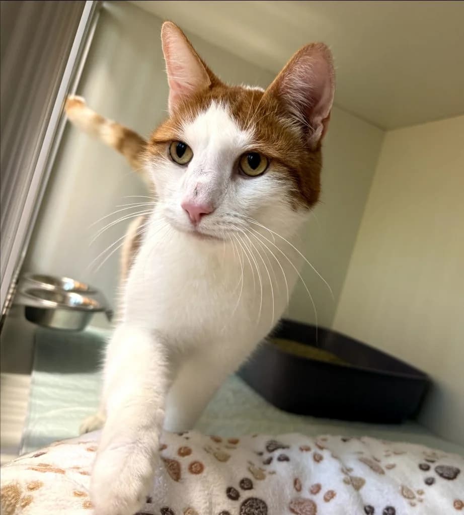 Avalach, male 4yo Mixed Breed for adoption at Tierheim Speyer, Speyer