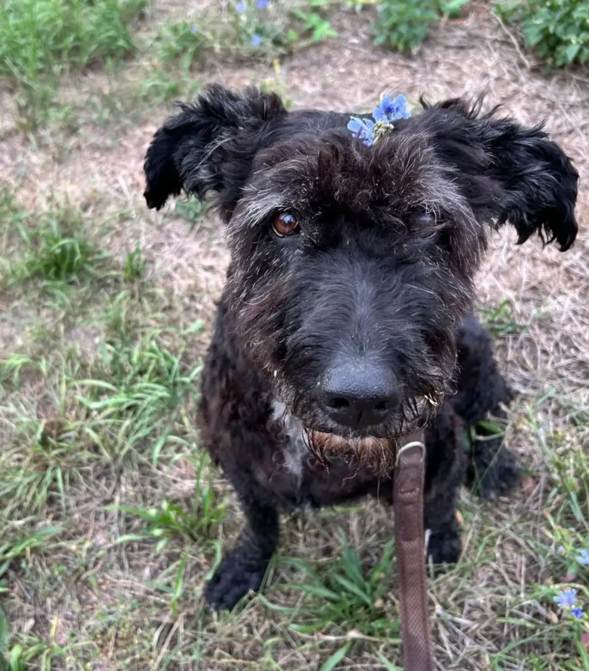 Yuki, female senior Mixed Breed for adoption at Tierheim Speyer, Speyer