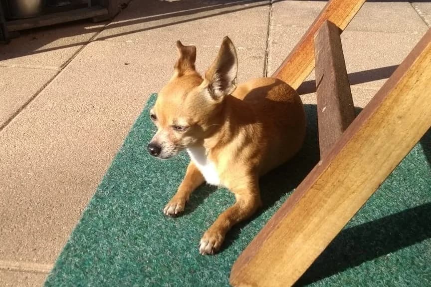 Himawari,  Mixed Breed for adoption at Tierheim Starnberg, Starnberg