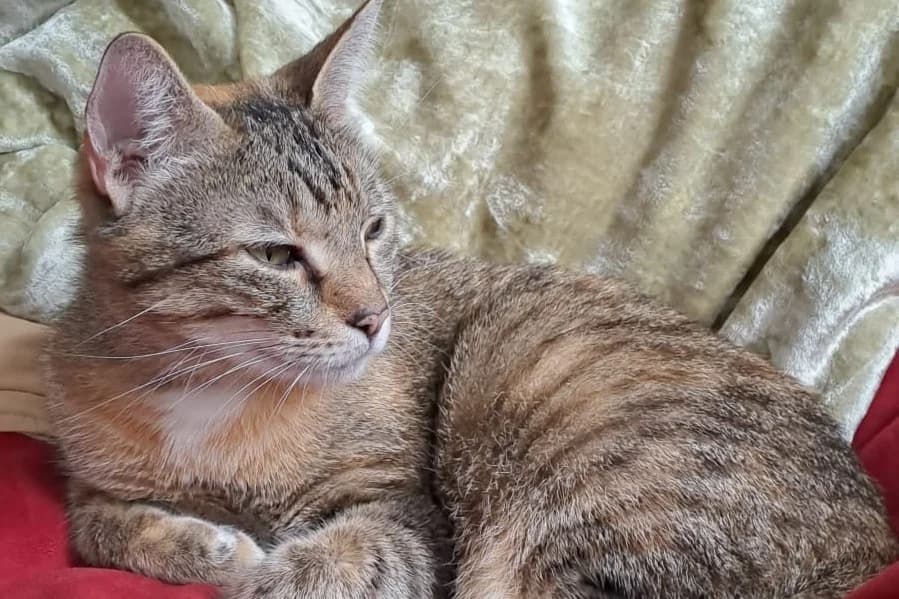 Rusya – Ukraine ZUHAUSE GEFUNDEN,  Mixed Breed for adoption at Tierheim Starnberg, Starnberg