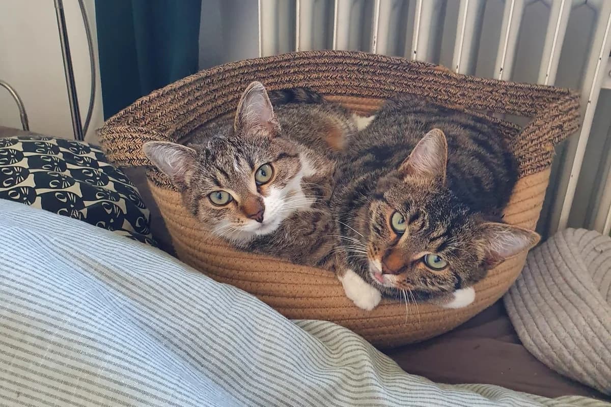Leroy und Leander, male Mixed Breed for adoption at Tierheim Starnberg, Starnberg