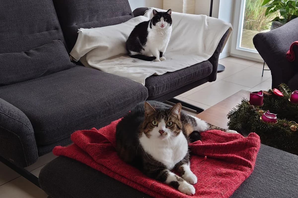 Nicki und Maxi, schwarz male Mixed Breed for adoption at Tierheim Starnberg, Starnberg