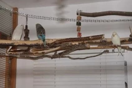 Wellensittiche Lumi, Vanilla & Speedy Gonzales, weiß  Mixed Breed for adoption at Tierheim Starnberg, Starnberg