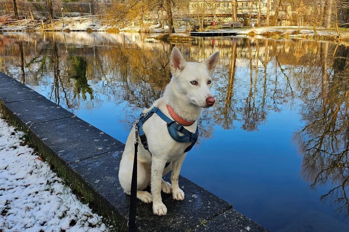 Maya,  3yo Mixed Breed for adoption at Tierheim Starnberg, Starnberg