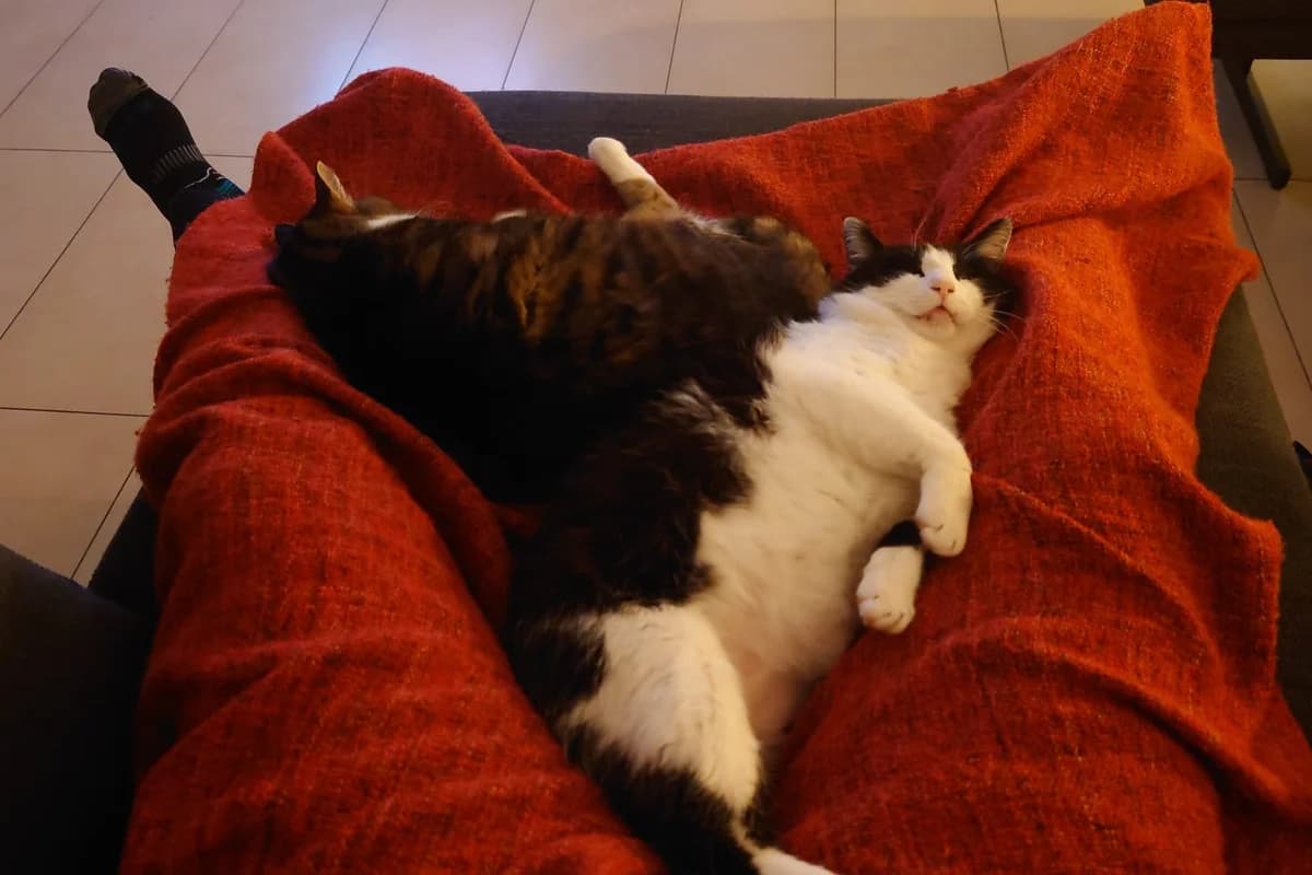 Nicki und Maxi, male Mixed Breed for adoption at Tierheim Starnberg, Starnberg