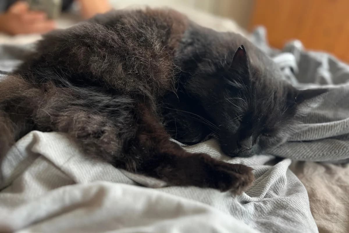 Rhani,  Mixed Breed for adoption at Tierheim Starnberg, Starnberg