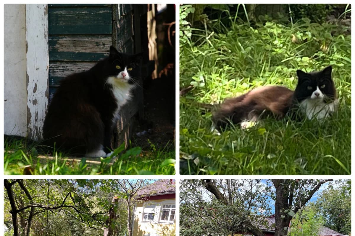 Lui, weiss male Mixed Breed for adoption at Tierheim Starnberg, Starnberg