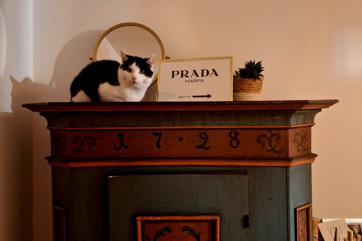 Sascha, male Mixed Breed for adoption at Tierheim Starnberg, Starnberg