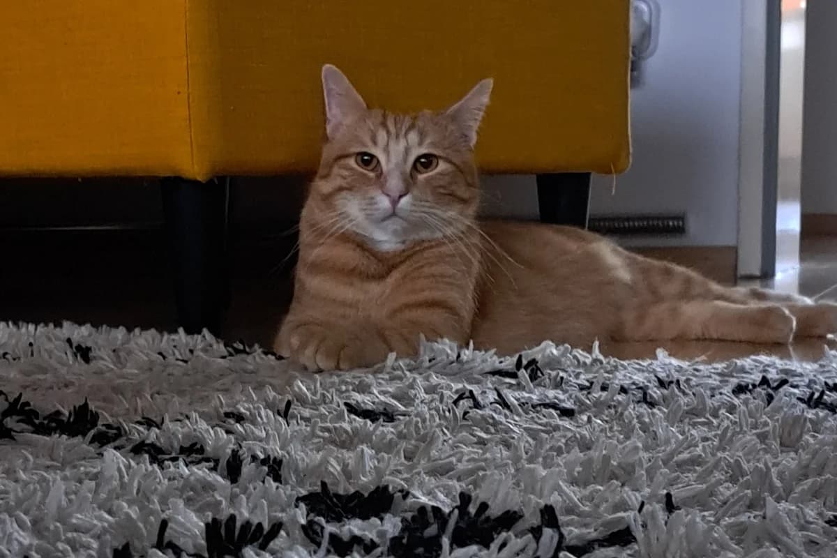 Douglas, male Mixed Breed for adoption at Tierheim Starnberg, Starnberg