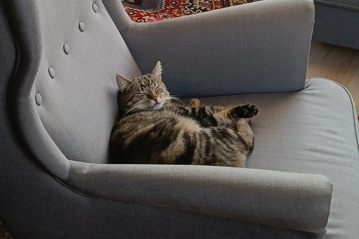 Armani, male Mixed Breed for adoption at Tierheim Starnberg, Starnberg