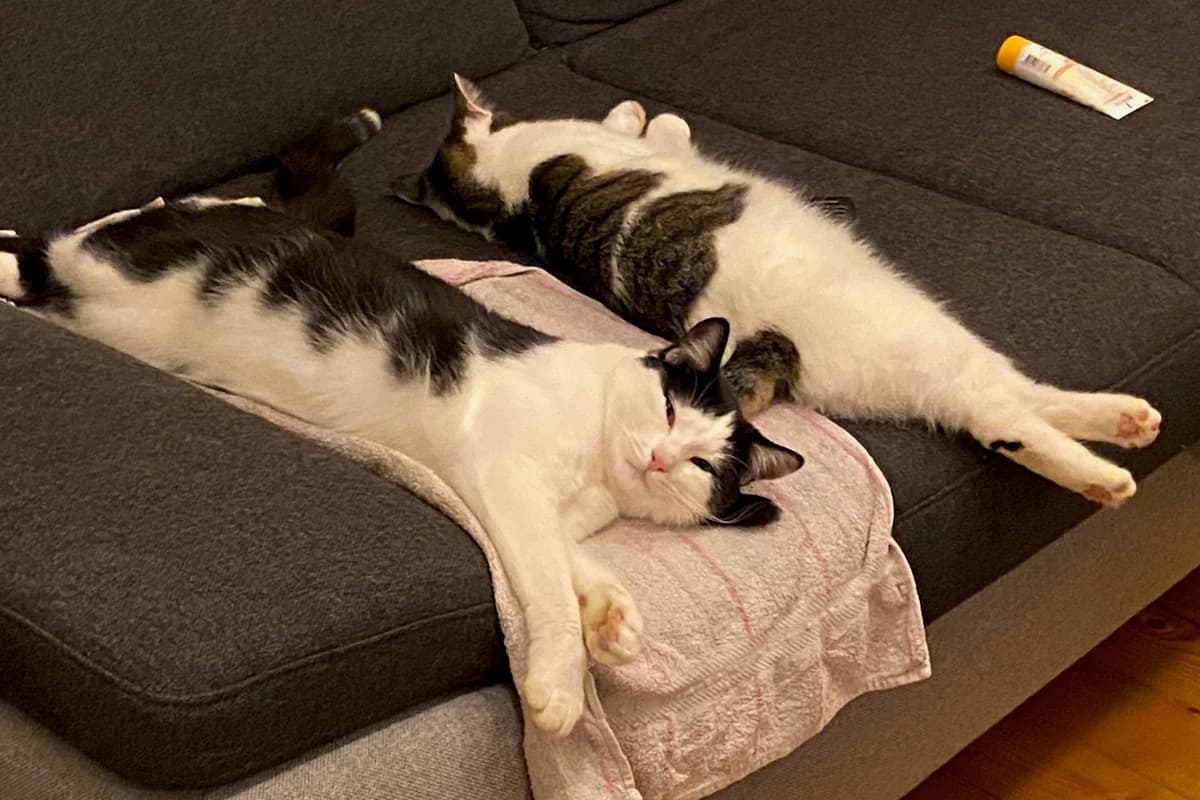 Henry und Holly,  Mixed Breed for adoption at Tierheim Starnberg, Starnberg