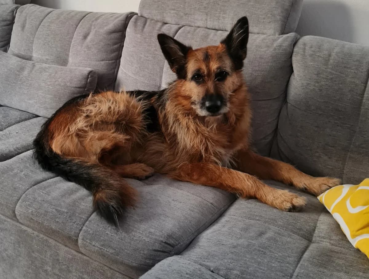 Trixie, female Mixed Breed for adoption at Tierheim Starnberg, Starnberg