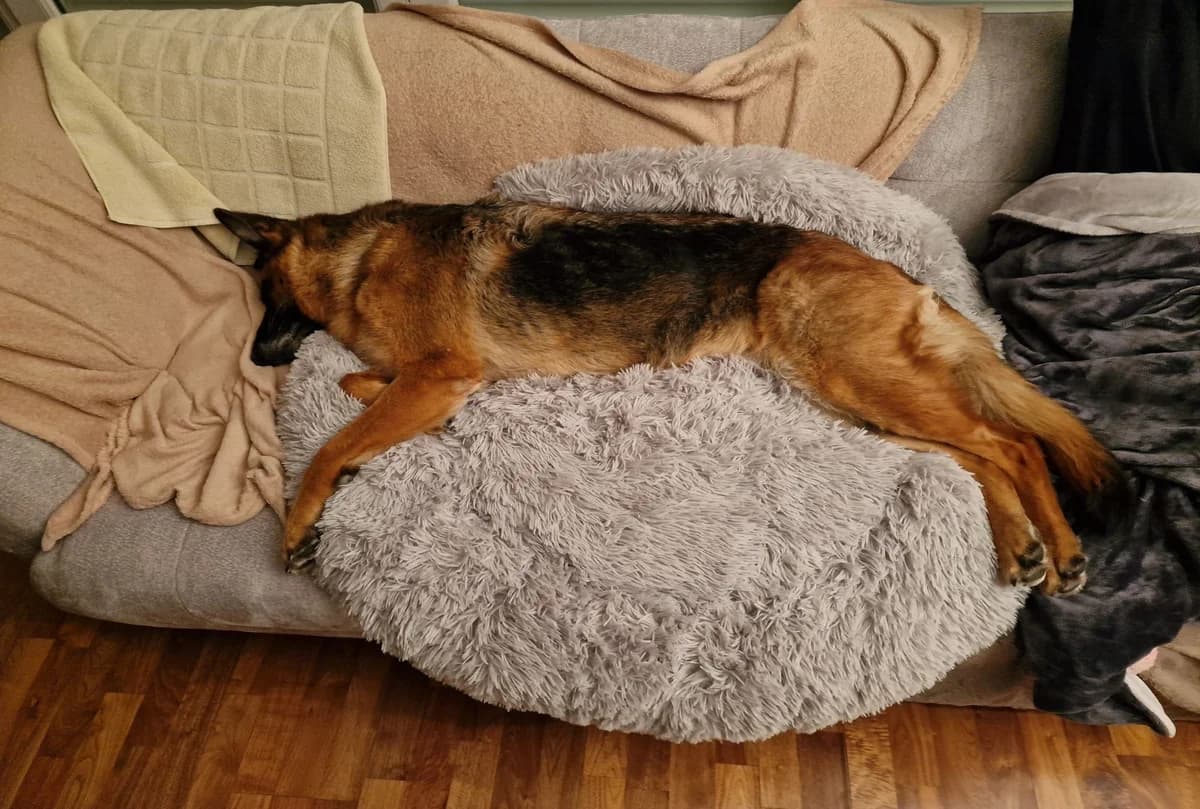 Hera, female 3yo Mixed Breed for adoption at Tierheim Starnberg, Starnberg