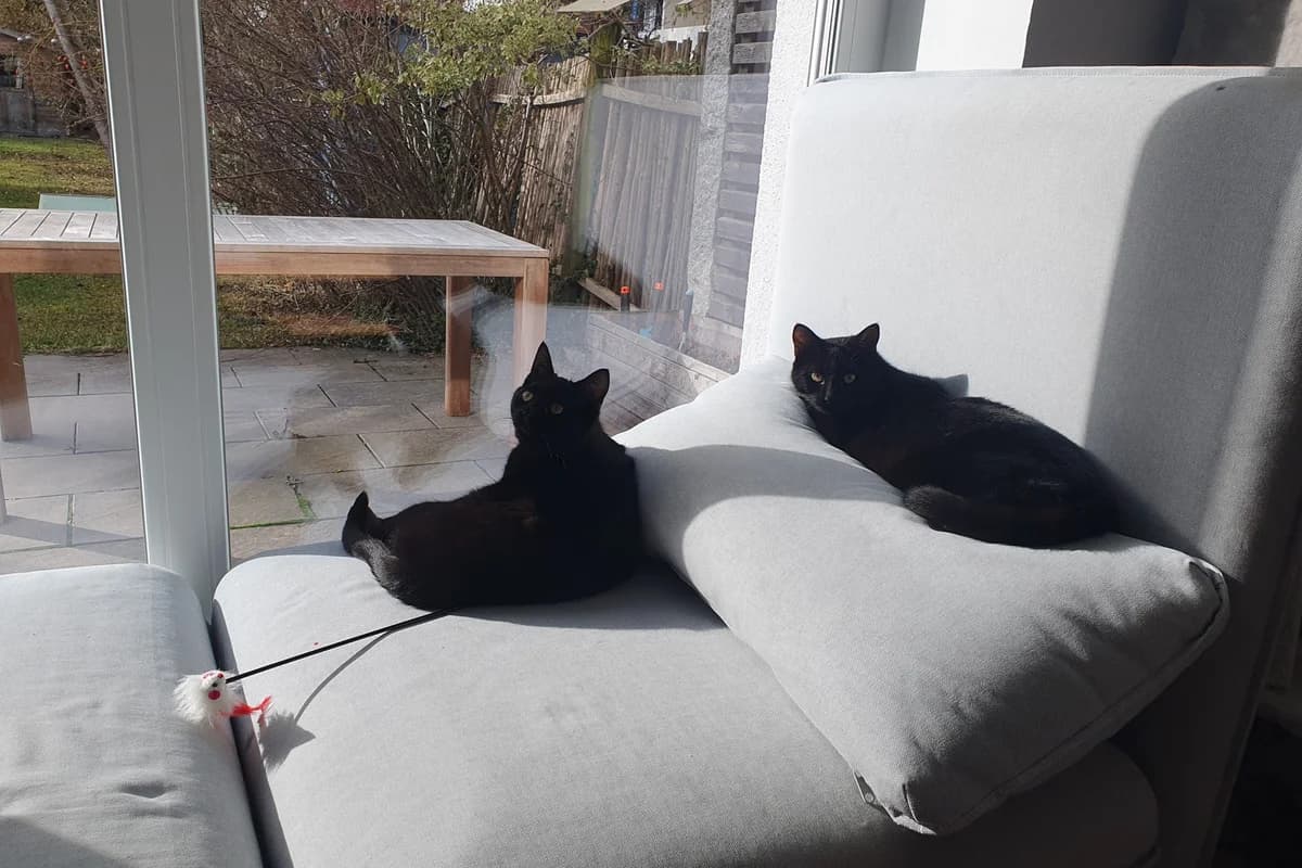 Larry und Lion, male Mixed Breed for adoption at Tierheim Starnberg, Starnberg