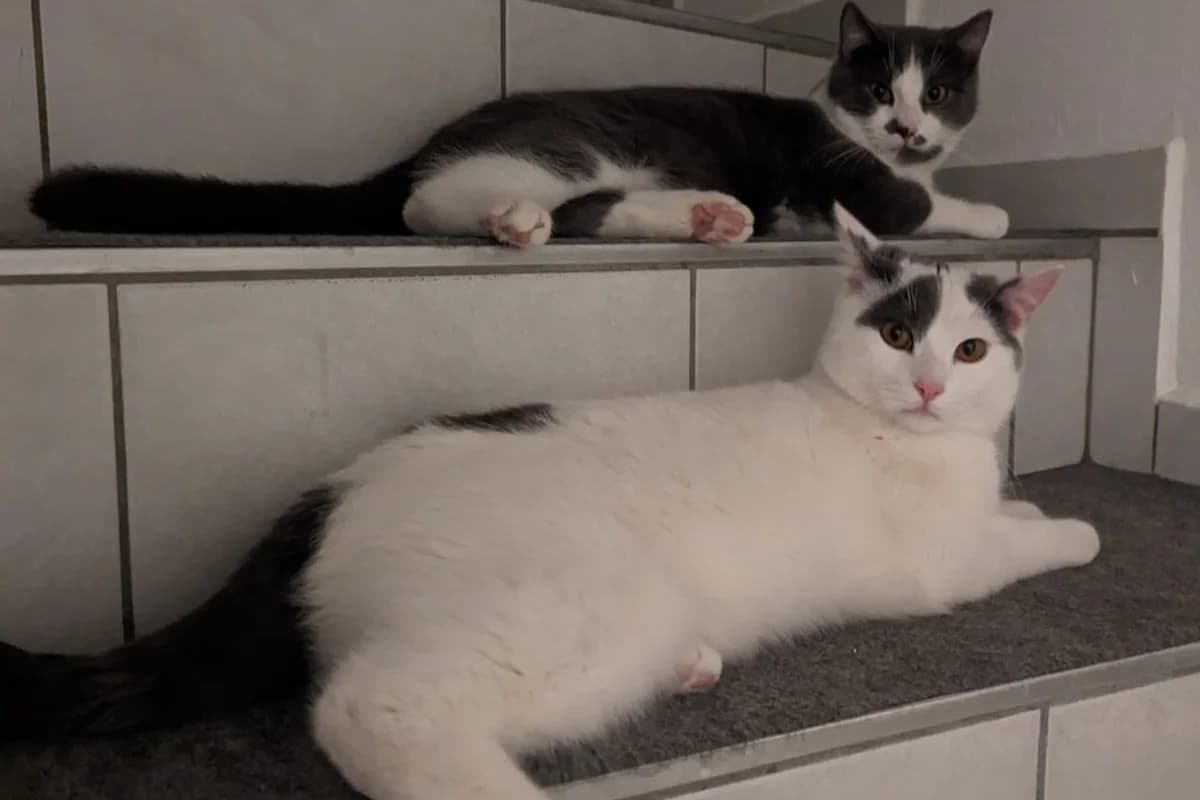Willy und Wonka, male Mixed Breed for adoption at Tierheim Starnberg, Starnberg