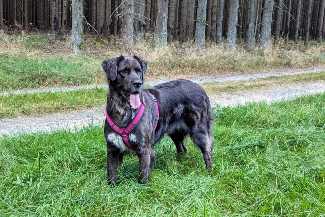 Nala, female 5yo Mixed Breed for adoption at Tierheim Starnberg, Starnberg