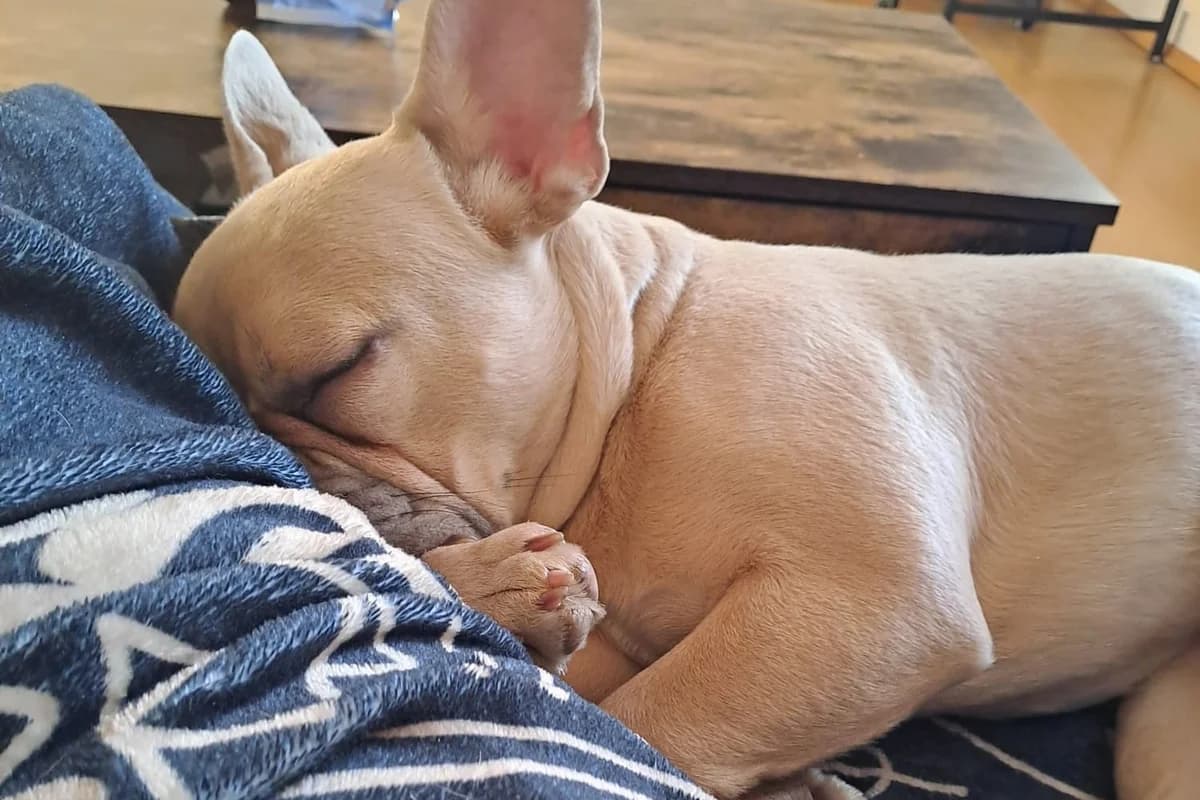 Roberto alias Pumba, male Mixed Breed for adoption at Tierheim Starnberg, Starnberg
