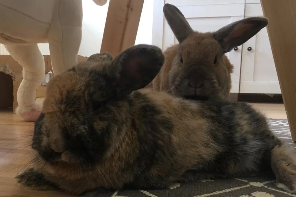 Loisl und Gretl, male Mixed Breed for adoption at Tierheim Starnberg, Starnberg