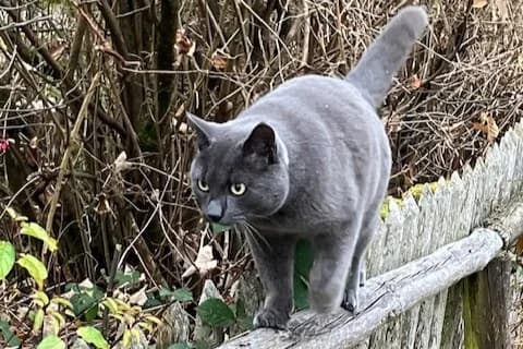 Alfi,  Mixed Breed for adoption at Tierheim Starnberg, Starnberg