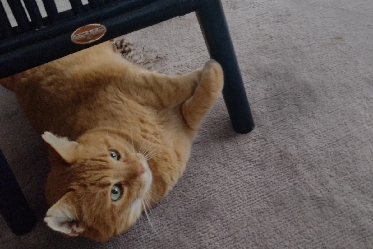 Pepper, male Mixed Breed for adoption at Tierheim Starnberg, Starnberg