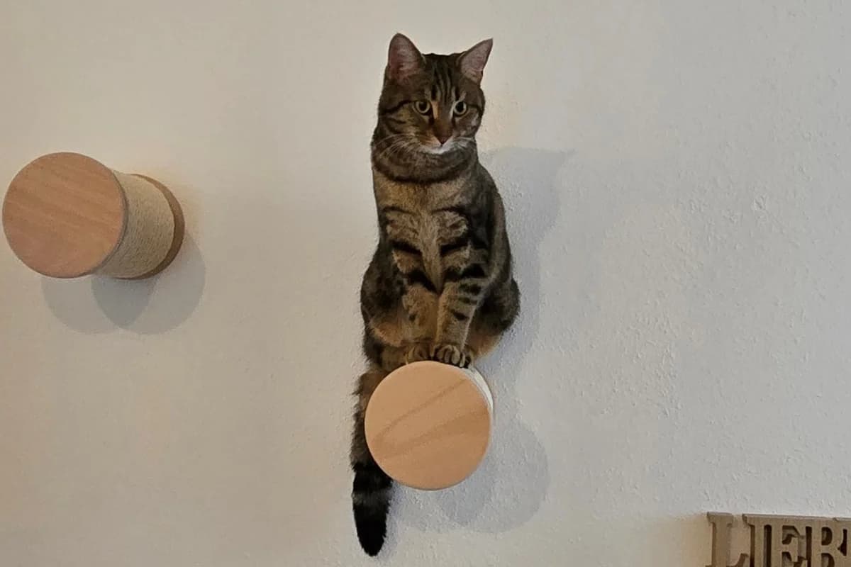 Joschi früher Tartufo,  Mixed Breed for adoption at Tierheim Starnberg, Starnberg