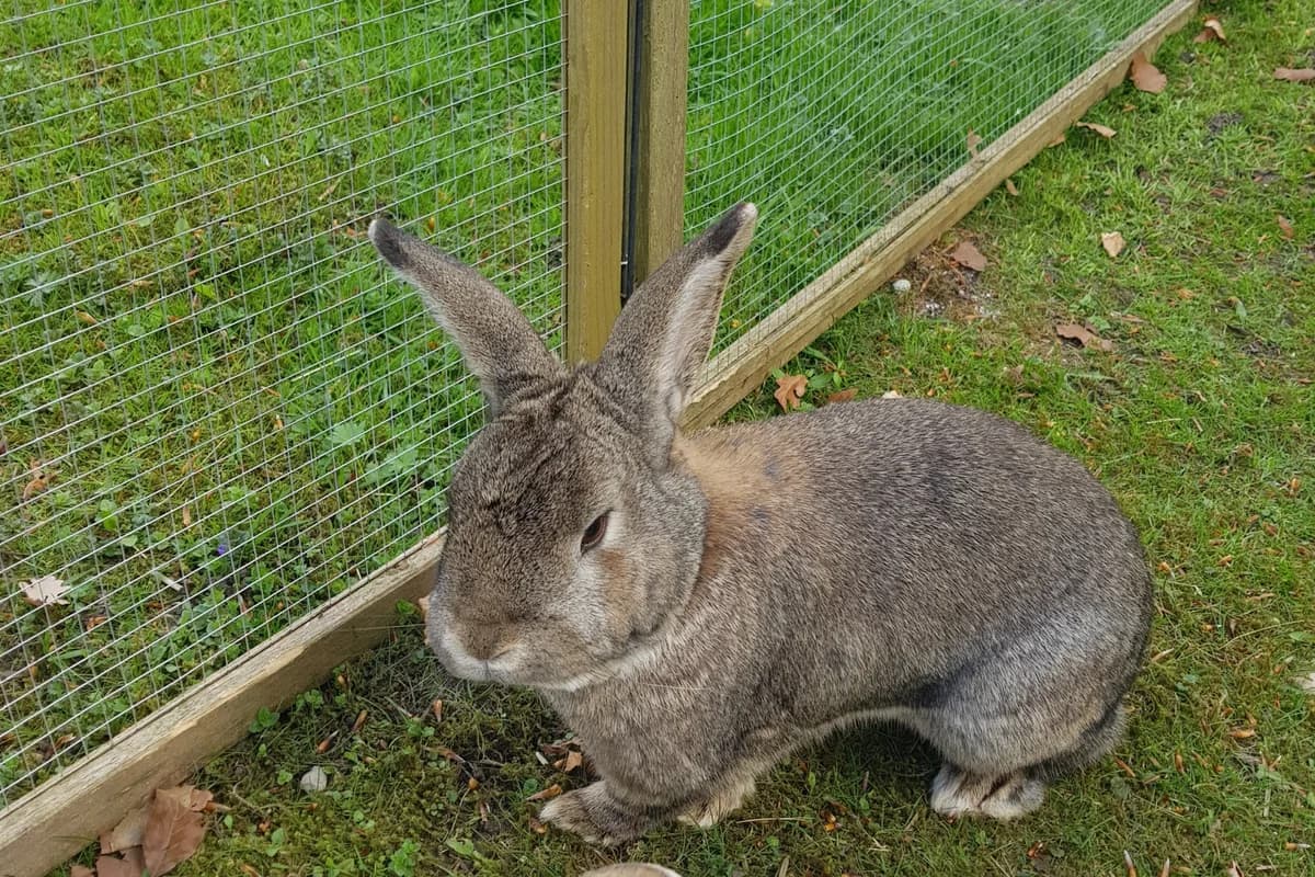 Nilie,  young Mixed Breed for adoption at Tierheim Starnberg, Starnberg