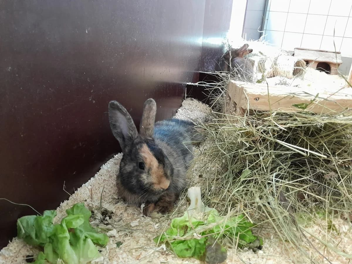 Lotti, female 3yo Mixed Breed for adoption at Tierheim Starnberg, Starnberg
