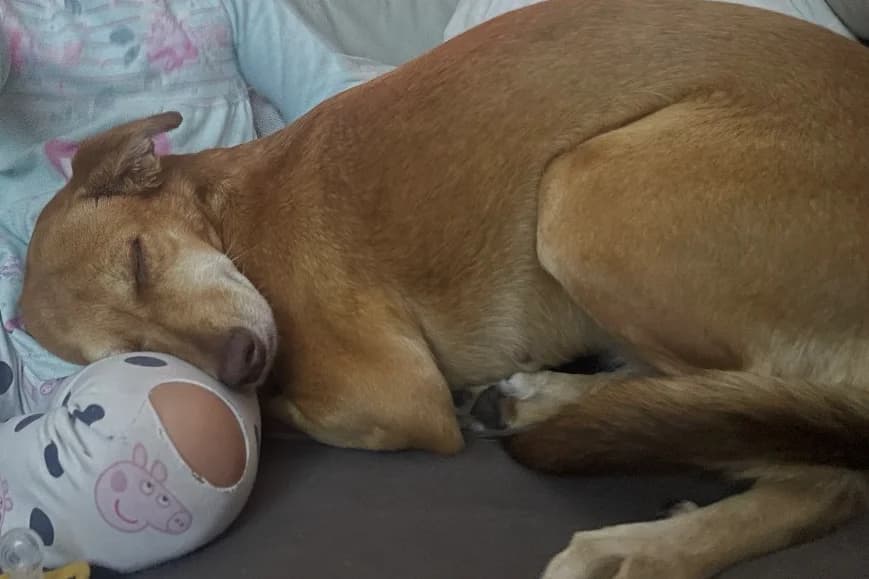 Mira, braun female senior Mixed Breed for adoption at Tierheim Starnberg, Starnberg